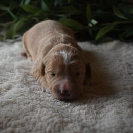 Female 1 - Red  female Goldendoodle puppy in Angola, Indiana from Classic City Doodles