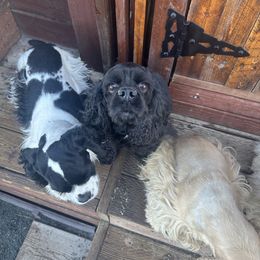 Coco - Black female Cocker Spaniel puppy in Hayward, California from Villa Coco
