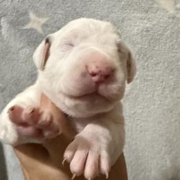 Snow - White and liver brown female Dalmatian puppy in Hastings, Florida from Love My Spotty Dalmatians