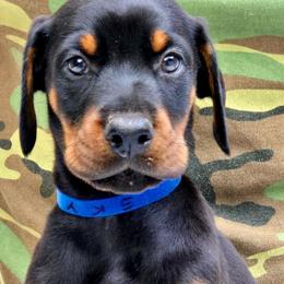 Mr. Blue - Black and rust male Doberman Pinscher puppy in Chagrin Falls, Ohio from Schloss Velburg Dobermanns
