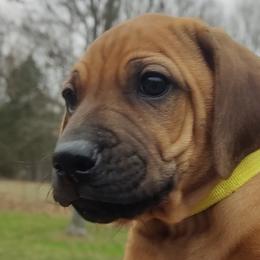Girl 1 - Rd whtn blk nose female Rhodesian Ridgeback puppy in Fort Leonard Wood, Missouri from Sans Peur Ridgebacks