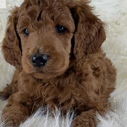 Daksh - Poodle puppy from The Olympus Standard Poodle