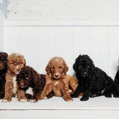 Cockapoos and Goldendoodles from K & L Doodles & Cockapoos