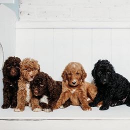 Cockapoos and Goldendoodles from K & L Doodles & Cockapoos