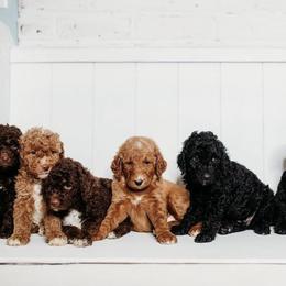 Cockapoos and Goldendoodles from K & L Doodles & Cockapoos