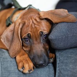Rhodesian Ridgeback puppies from Malibak Rhodesians