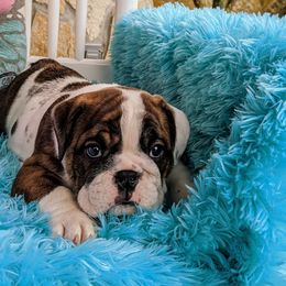 Bulldog and French Bulldog Puppies from Rohde's Road Dog Bullies