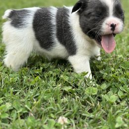 Boxer and French Bulldog Puppies from Furevermore Boxers and Furevermore Frenchies