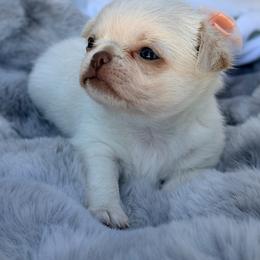 Opal - Cream female Chihuahua puppy in Newport Beach, California from Exotic City Pomeranians and chihuahuas
