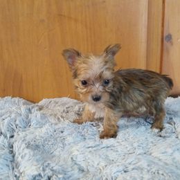 Eddie - Gold male Yorkshire Terrier puppy in Terrell, Texas from Ashley Nicole Ranch