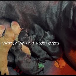 1st pk black female - Black female Labrador Retriever puppy in Newport, North Carolina from AKS’s Water Bound Retrievers