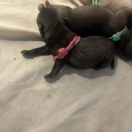 Teal - Silver female Pug puppy in Tacoma, Washington from Glamour pugs