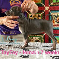 Tay Tay - Black tan and white female American Hairless Terrier puppy in Smith Center, Kansas from Wilsong Kennel