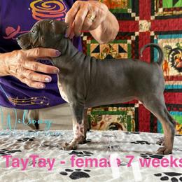 Tay Tay - Black tan and white female American Hairless Terrier puppy in Smith Center, Kansas from Wilsong Kennel