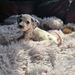 Myling (LUA) - White and black female Dalmatian puppy in Salem, Missouri from Paradise Spots Dalmatians