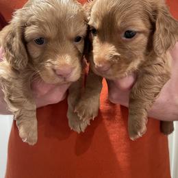 Dachshund Puppies from Teenie Weenie Doxies