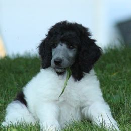 Poodle Puppies from Chapel Hill Poodles