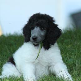 Poodle Puppies from Chapel Hill Poodles