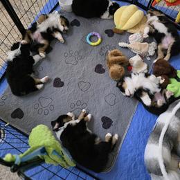 Miniature American Shepherd Puppies from All About Me Miniature American Shepherds
