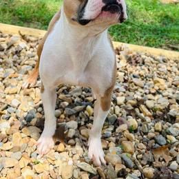 Crepe - Fawn female Boston Terrier puppy in Rosston, Arkansas from Green Acre Boston Terriers