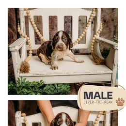 Boy 5 - Tri-Roan male English Springer Spaniel puppy in Lake City, Fl, Florida from Spradley Springers & GSP's