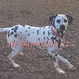 Cherry - Dalmatian