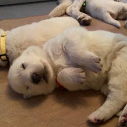 German Shepherd Puppies from Diamond White German Shepherds