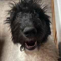 Emmie - Parti Pyredoodle puppy in Sand Springs, Oklahoma from Kiki’s Farm