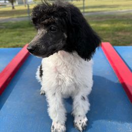 Red - Parti female Poodle puppy in Camdenton, Missouri from Silver Lining Poodles