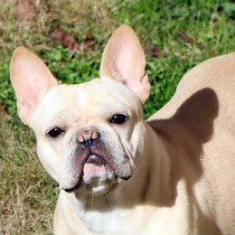 Claudia - Cream female French Bulldog puppy in Winnsboro, Texas from JP Ranch Bulldogs