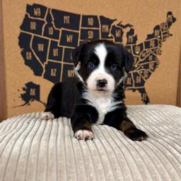 Bingo - Black tri female Miniature Australian Shepherd puppy in Michie, Tennessee from Acton Aussies
