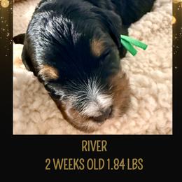 River (green ribbon) - Phantom male Bernedoodle puppy in Fallbrook, California from BFF Bernedoodles