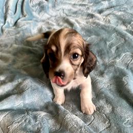 Eleanor (Ash-Girl 1) - Cream female Dachshund puppy in Wolf Lake, Indiana from Canisteo Dachshunds