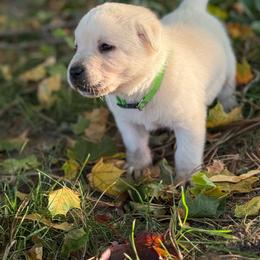 Vermillion- green collar - second pick male reserved for Amanda MacQuoid - Yellow male Labrador Retriever puppy in Isanti, Minnesota from Four Corners Family Labs