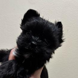 Male 5 - Black and tan male Yorkshire Terrier puppy in Lafayette, Georgia from Berggipfel Yorkies