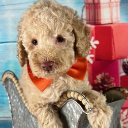 Orange Collar - Cream male Goldendoodle puppy in Waterford, California from Windy Hill Doodles