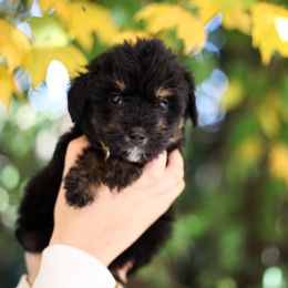 Aussiedoodle Puppies from Mae Blossom Puppies