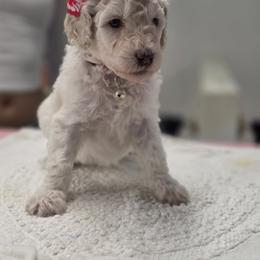 Poodle Puppies from Patitas