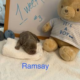 Ramsay - Silver male Shih Tzu puppy in Machesney Park, Illinois from Maizy Mae's Moose Nuggets