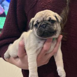 Seamus - Fawn male Pug puppy in Frisco, Texas from RD Pugs