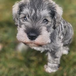 Miniature Schnauzer Puppies from Angela Kathleen Stout