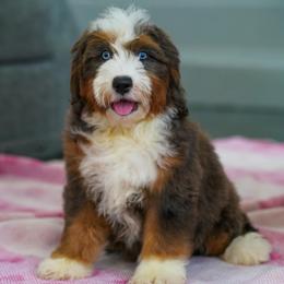 Sienna blue-eyed beauty - Blue merle female Bernedoodle puppy in Dundee, Ohio from Down Home Doodle