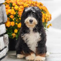 Oregon - Tri-color female Bernedoodle puppy in Dundee, Ohio from Down Home Doodle