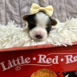 Bridget - Black tan and white female Biewer Terrier puppy in Winslow, Arkansas from Morning Glory Puppies