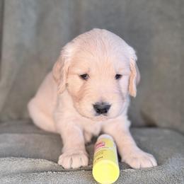 Girl 6 - Yellow - Light golden female Golden Retriever puppy in Mc Minnville, Tennessee from Wishaw Whisky Golden Retrievers