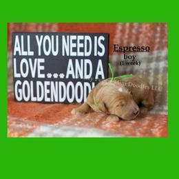 Espresso  GREEN COLLAR  Boy 3500 - Red  male Goldendoodle puppy in Corona, California from Fluffy Puppy Mini Doodles LLC