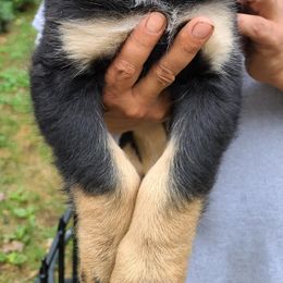 Bernedoodle Puppies from Sanchez Bernedoodle Puppies