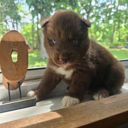 Espresso - Brown and white male Siberian Husky puppy in Addison, Michigan from Gray Run Siberian Huskies