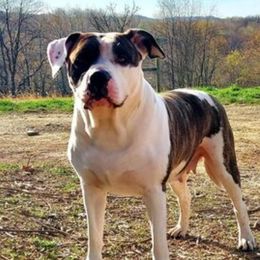 Lily - Alapaha Blue Blood Bulldog