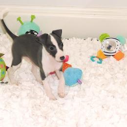Gia Male 3 - Blue male Italian Greyhound puppy in Sparta Tn And Caryville Fl, Tennessee from Summerwind Kennel